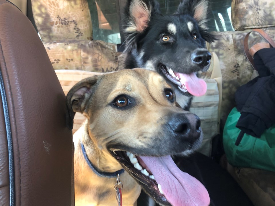 USED 3.20.21 good morning dogs excited to go for a ride