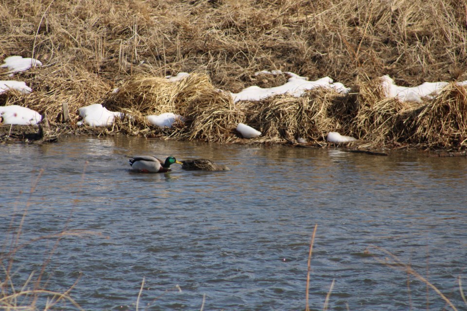 USED 3.20.21 good morning ducks in St. Vrain river