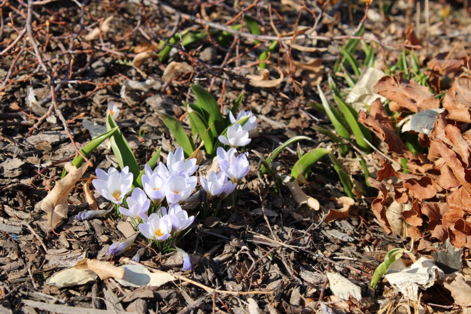 USED 3.20.21 good morning first blooms of spring