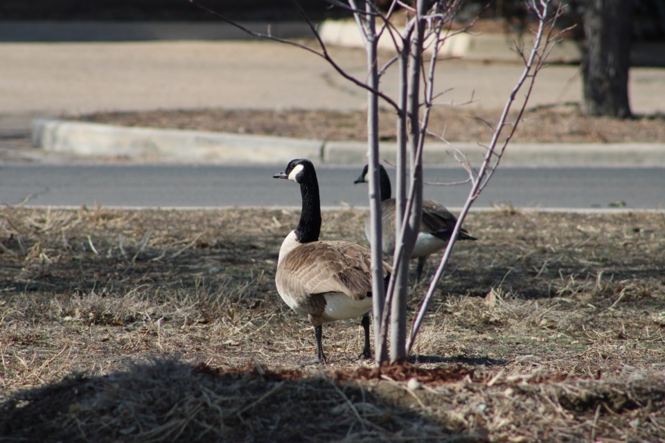 USED 3.20.21 good morning geese