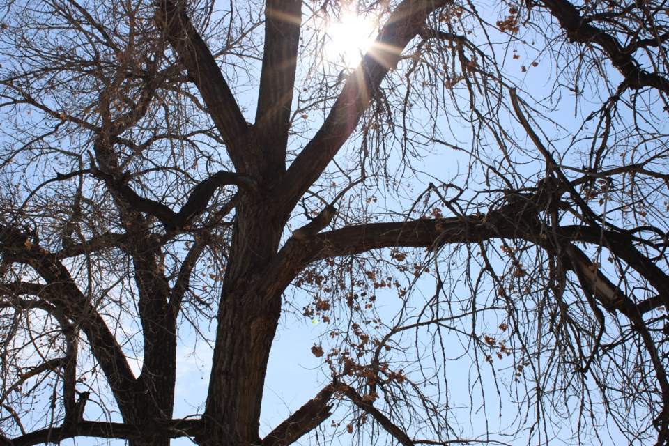 USED 3.20.21 good morning sun through tree at Rogers Grove park