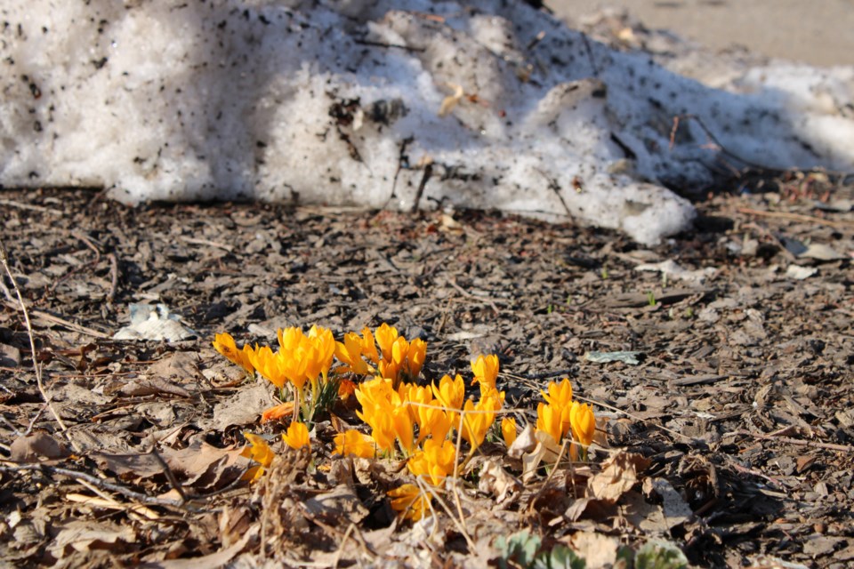 USED 3.20.21 good morning yellow blooms after snow storm