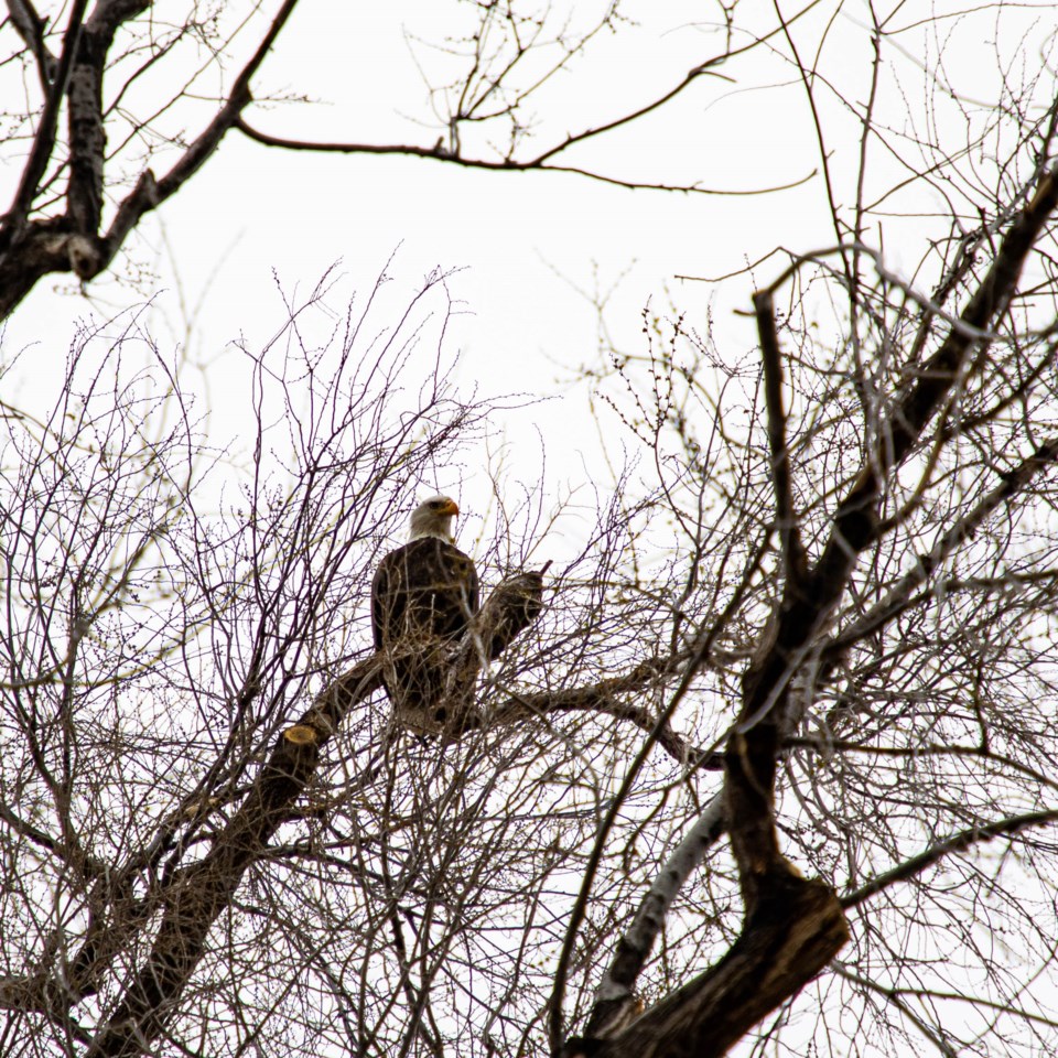 USED Bald Eagle looking over Longmont