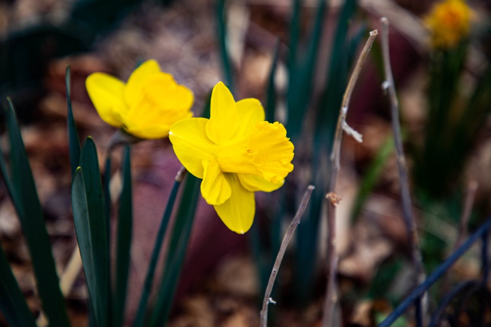 USED Daffodil