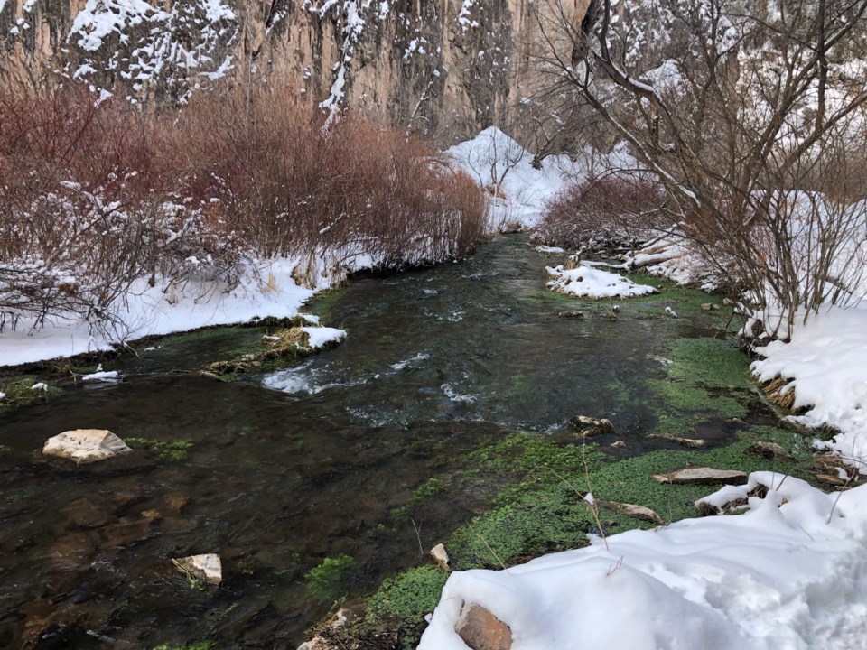 Feb. 2021 good morning green growing in river near ice caves in Rifle Co