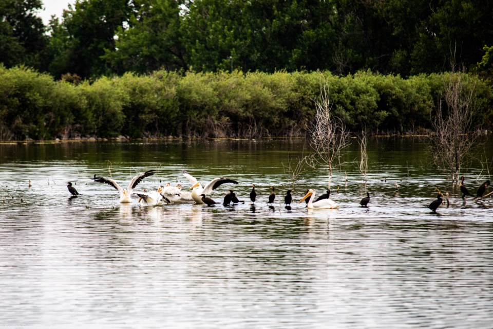 USED 1Pelicans and Cormorants (1 of 1)