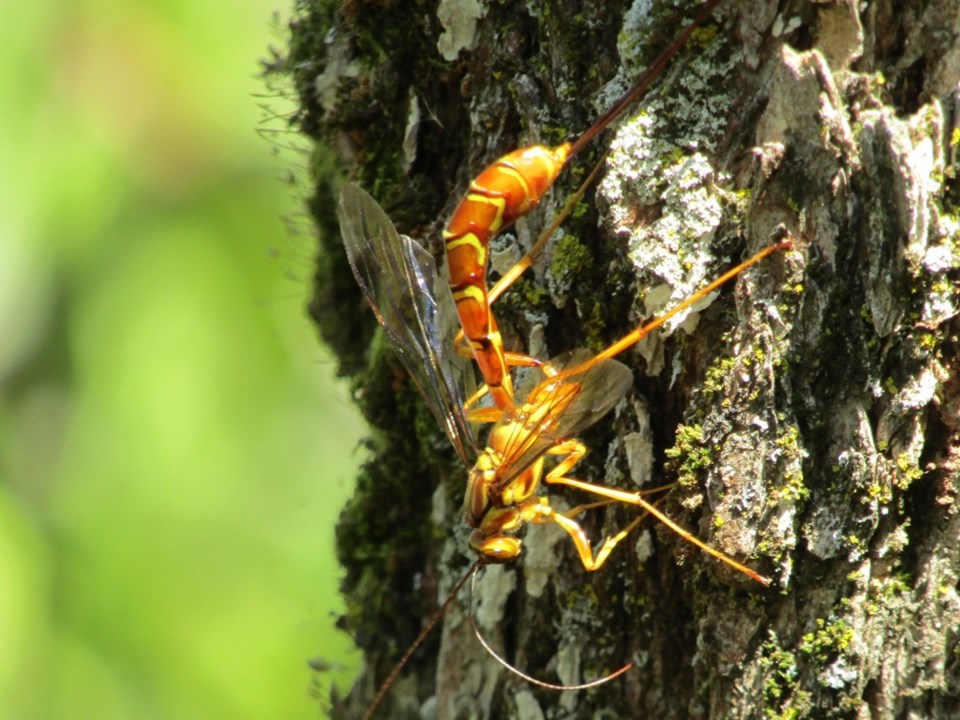 USED 2021 08 14 0048 Tiny Marsh Long-tailed Giant Ichneumonid Wasp