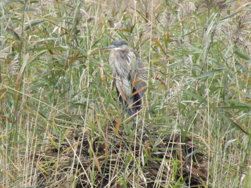 USED NOV 2021 11 05 0054 Tiny Marsh