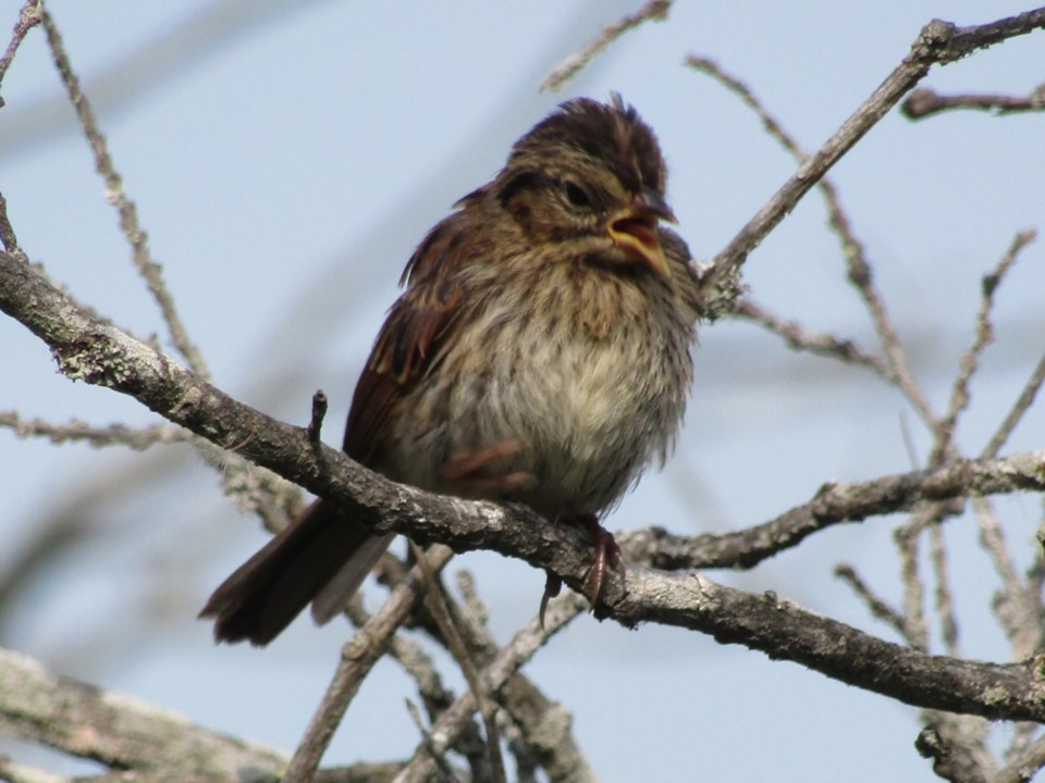 USED 2022 07 17 0018 Wye Marsh Song Sparrow