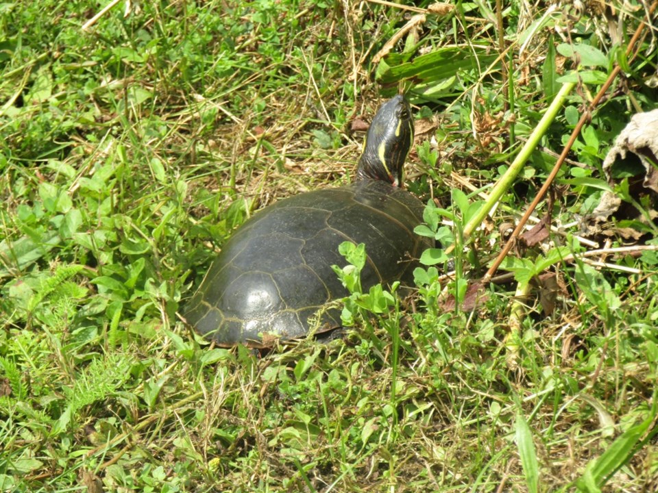 USED 2022 07 17 0073 Wye Marsh Eastern Painted Turtle