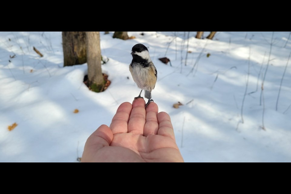 This chickadee pictured recently at the Wye Marsh looks like he's ready to stand up and be counted.