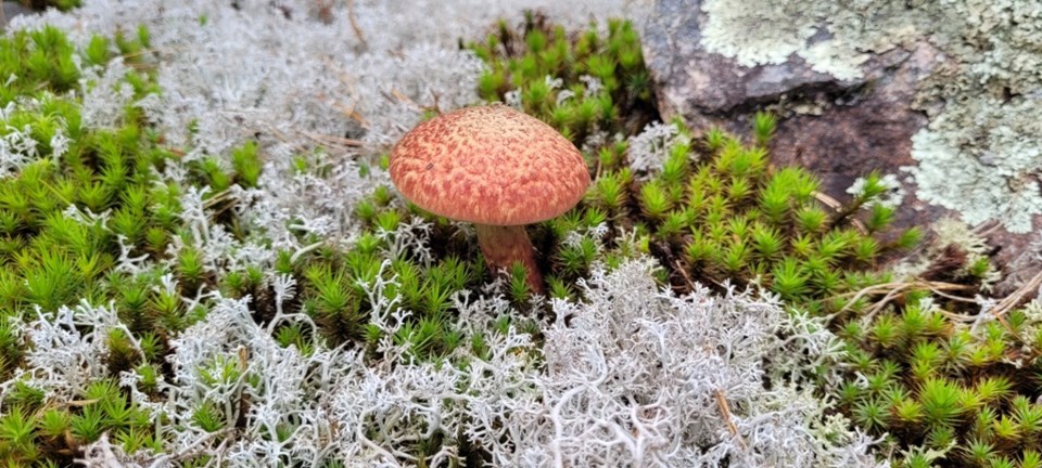 USED 2023-09-18-gm-mt-mushroom-pokes-through-foilage-at-old-schoolhouse-trail