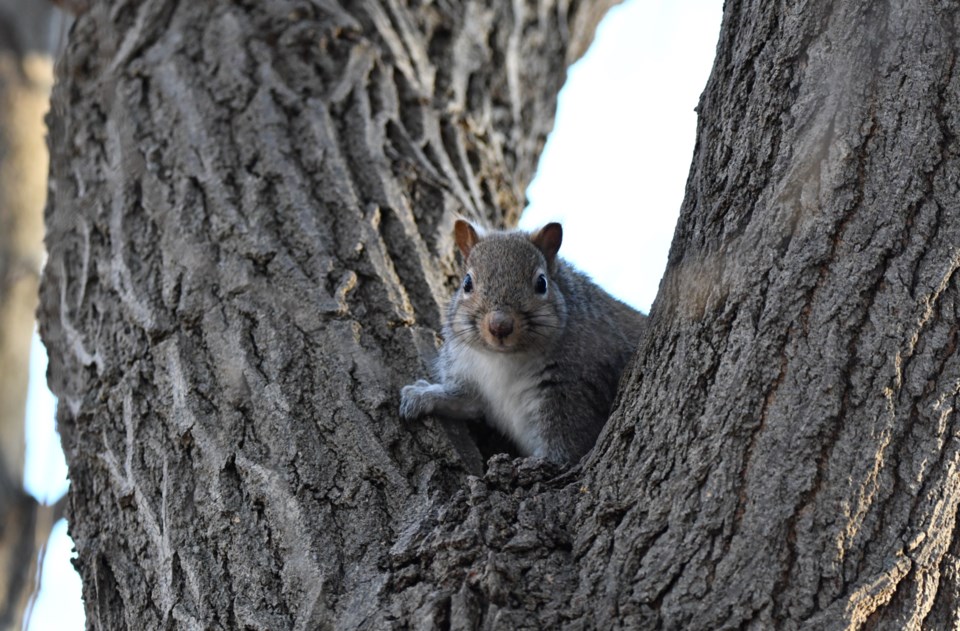 USED 20250121millpondsquirrel