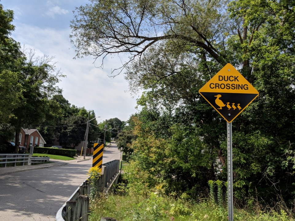 USED20180909 duck crossing sign KC