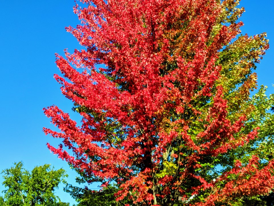 USED 20181004 fall leaves KC