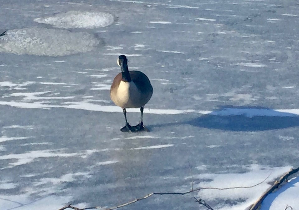 USED 2019 01 02 Goose on ice DK