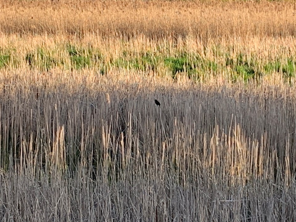 USED 2019 05 25 bird in wetland DK