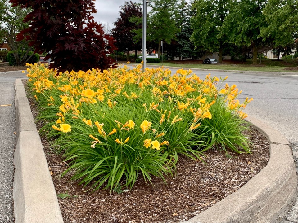 USED 2019 07 12 daffodils DK