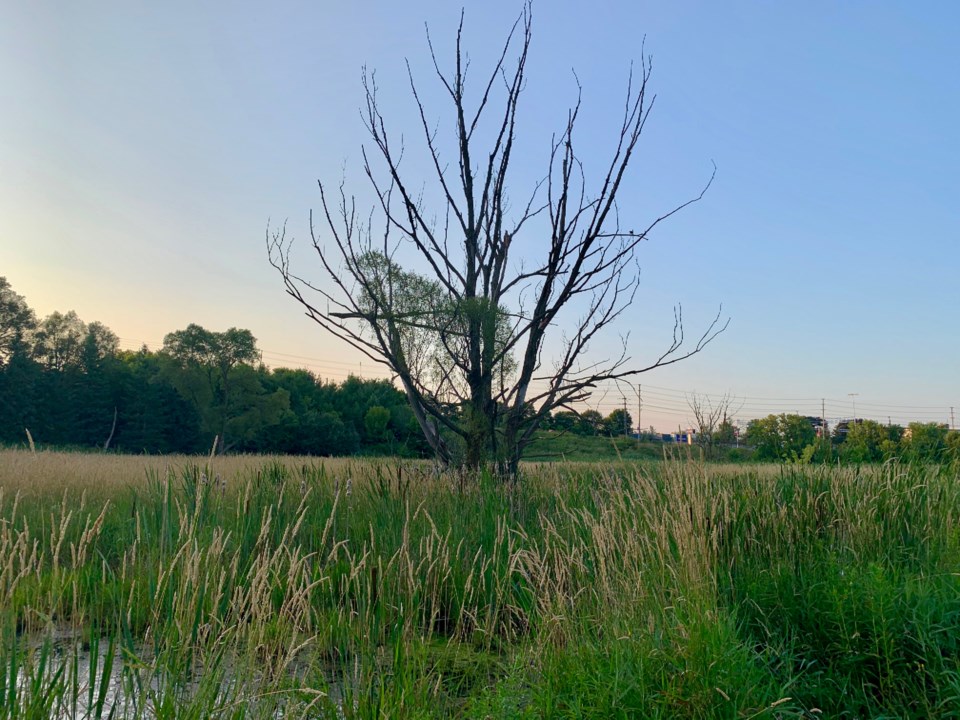 USED2019 08 22 LONELY TREE DK