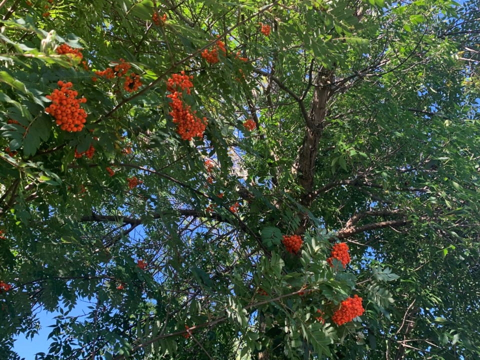 USED 2019 09 08 orange berry tree DK