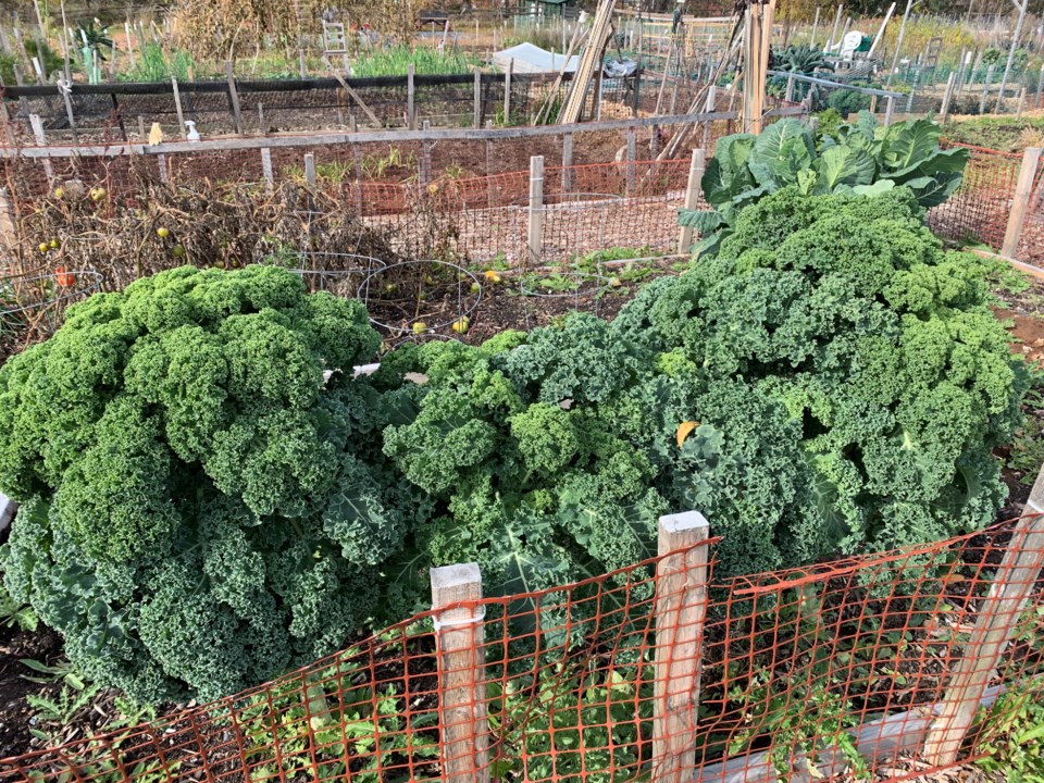 USED 2019 10 28 community garden lettuce DK