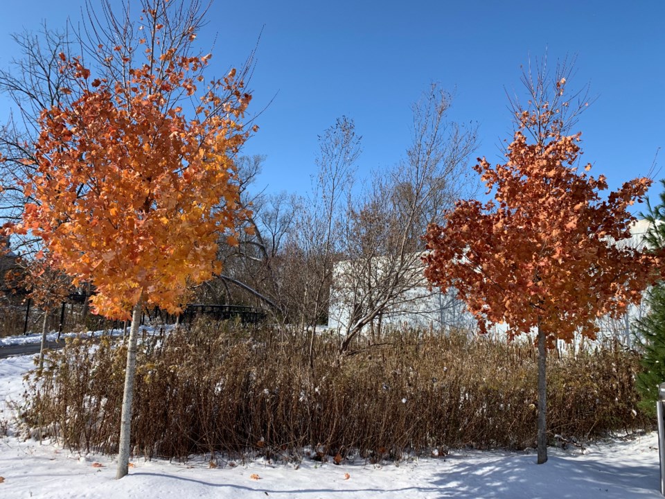 USED 2019 11 13 fall leaves and snow