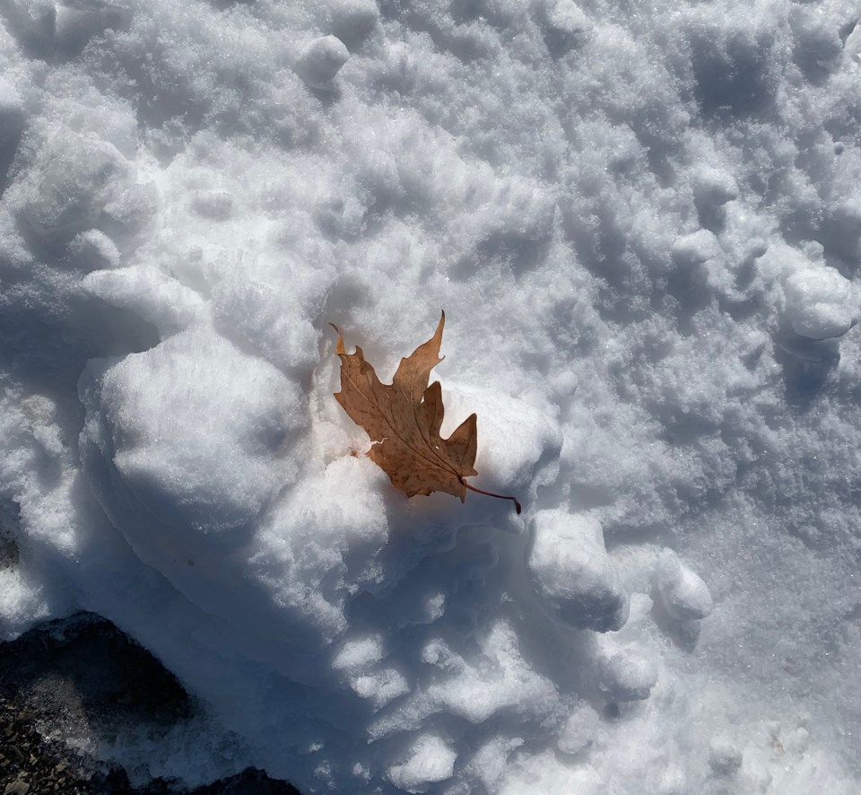 USED2019 11 13 maple leaf on snow DK
