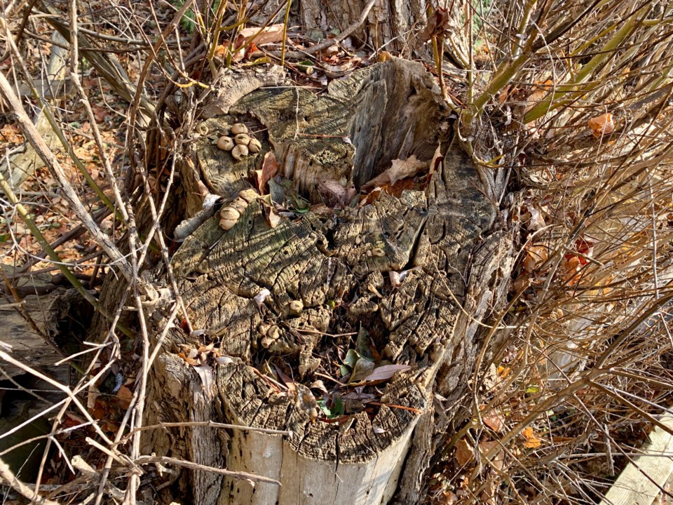 USED 2019 11 22 mushroom tree stump DK