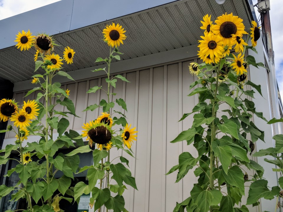 USED 20190823 sunflowers kc