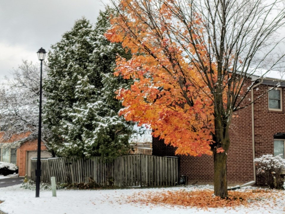 USED 20191107 leaves on snow kc