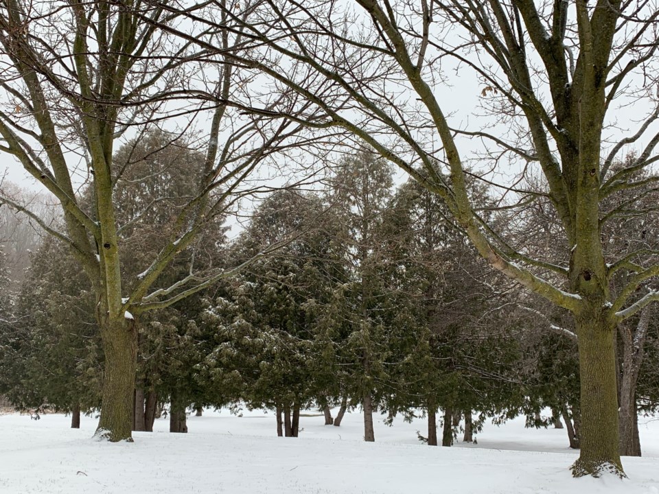 USED 2020 01 13 Jeff Smith Ct trees DK