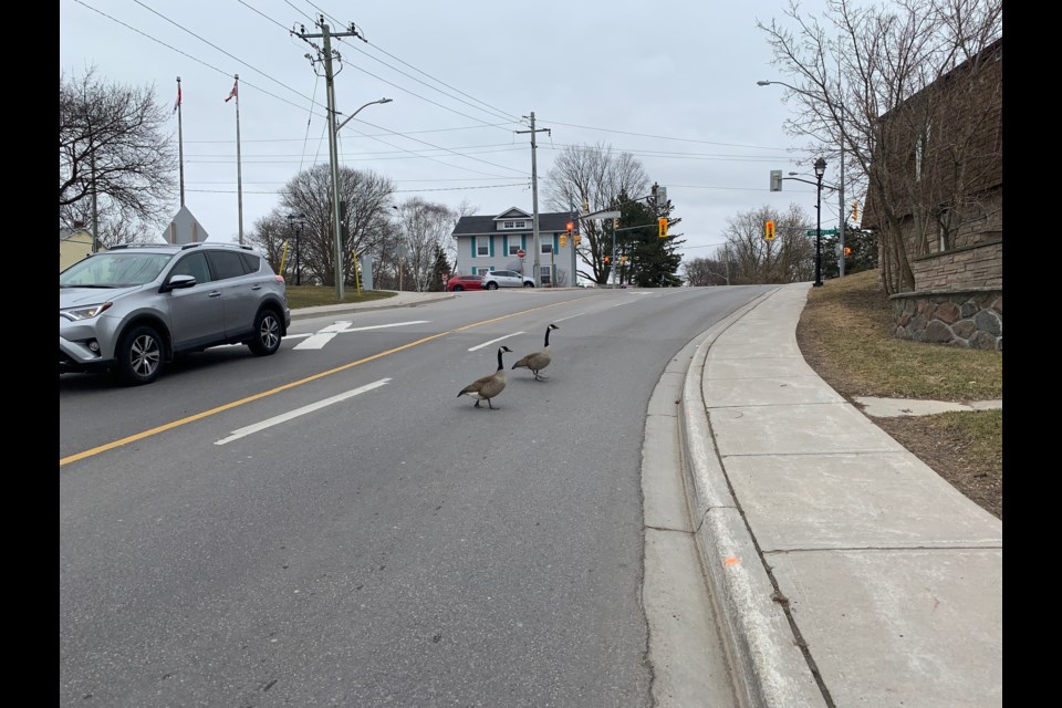 The geese are certainly making the most of reduced traffic on Water Street, as most of Newmarket stays home. Submitted photo/Suzan Challis