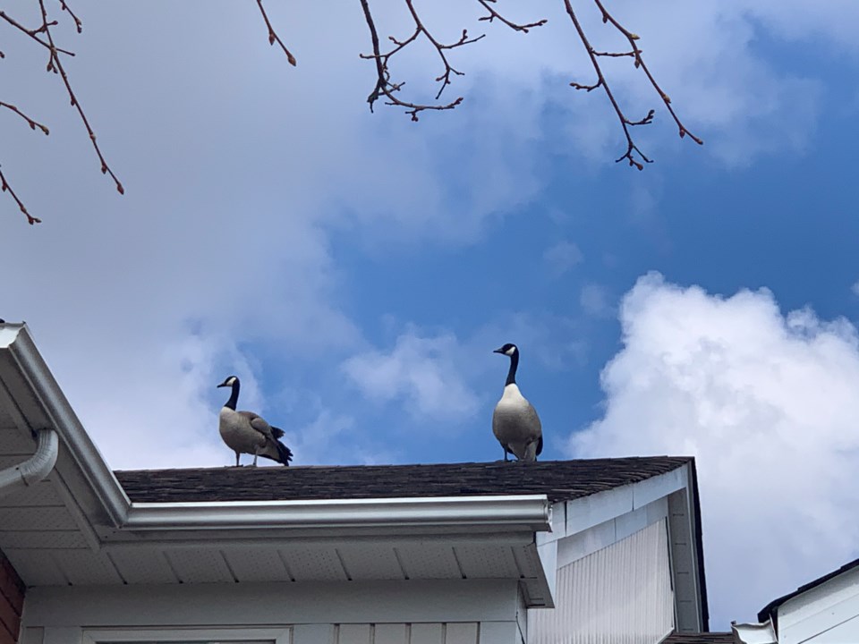 USED 2020 04 19 Geese on roof SC