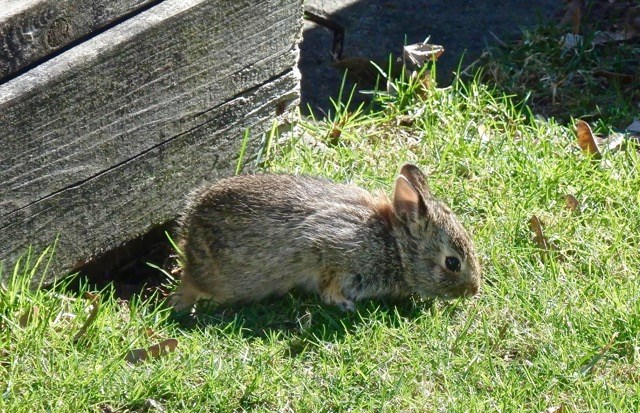 USED 2020 05 06 backyard bunny