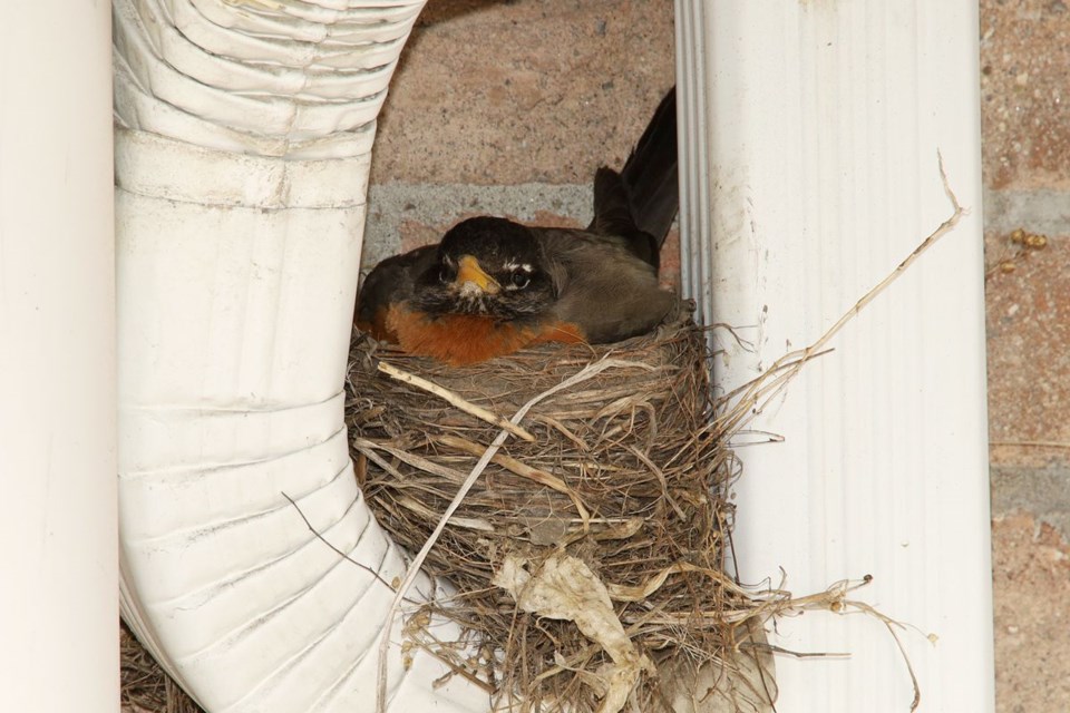USED 2020 05 10 Mother Robin
