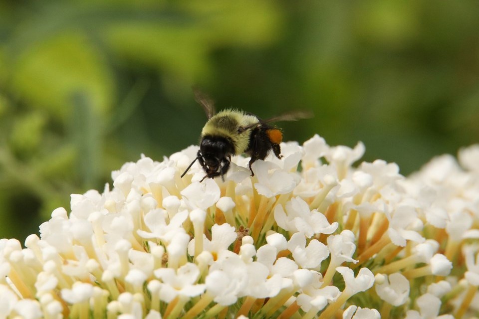 USED 2020 09 09 bee on flower gk