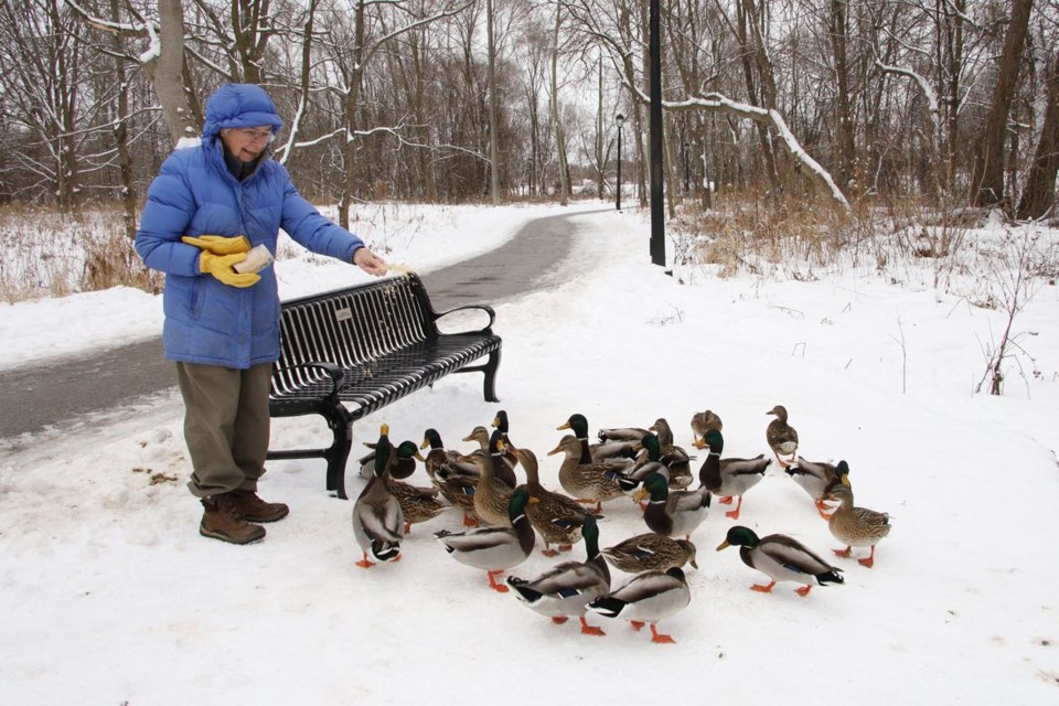USED 2021 01 03 feeding the ducks GK