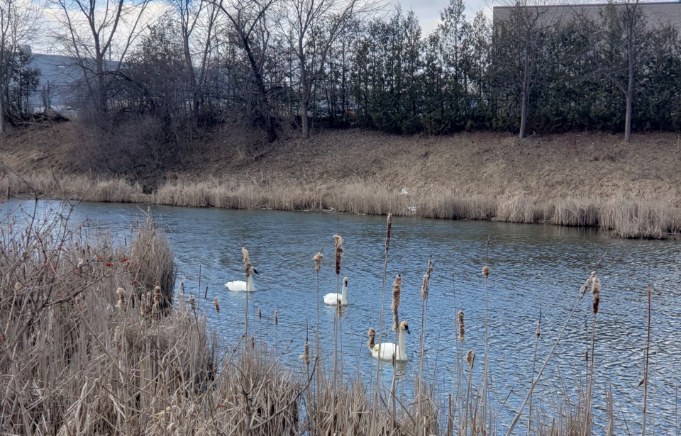 USED 2021 03 14 Swans at Fairy Lake2