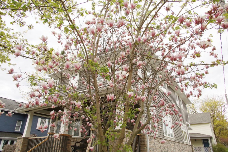 USED 2021 05 15 magnolia blossoms GK