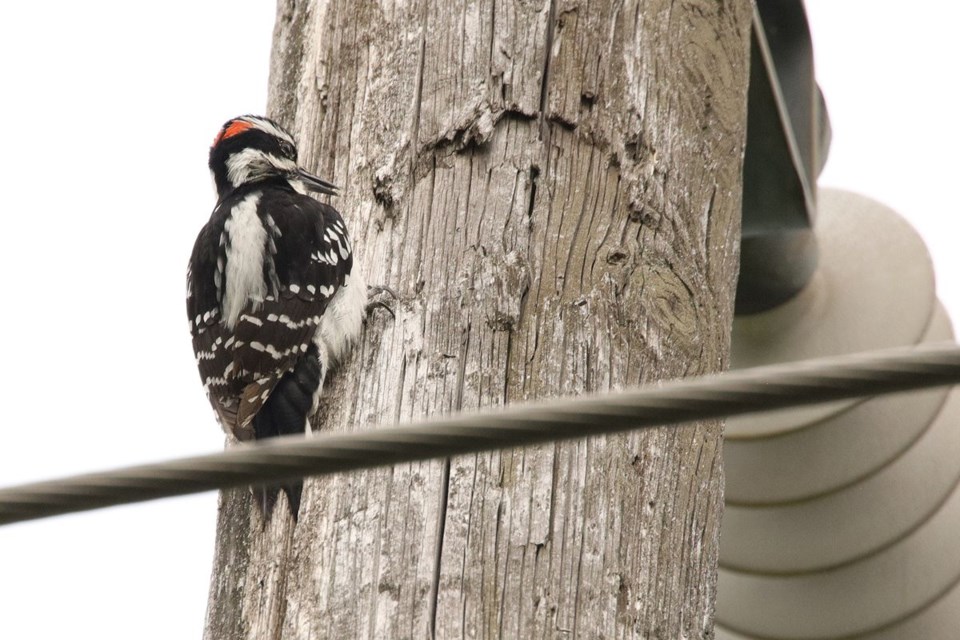 USED 2021 05 16 woodpecker