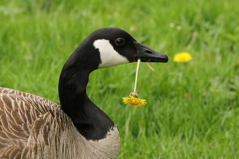 USED 2021 05 21 goose with dandelion