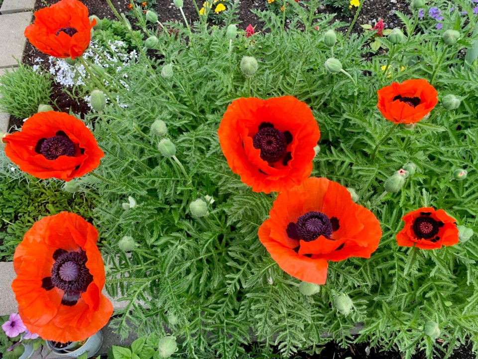 USED 2021 06 10 poppies SC