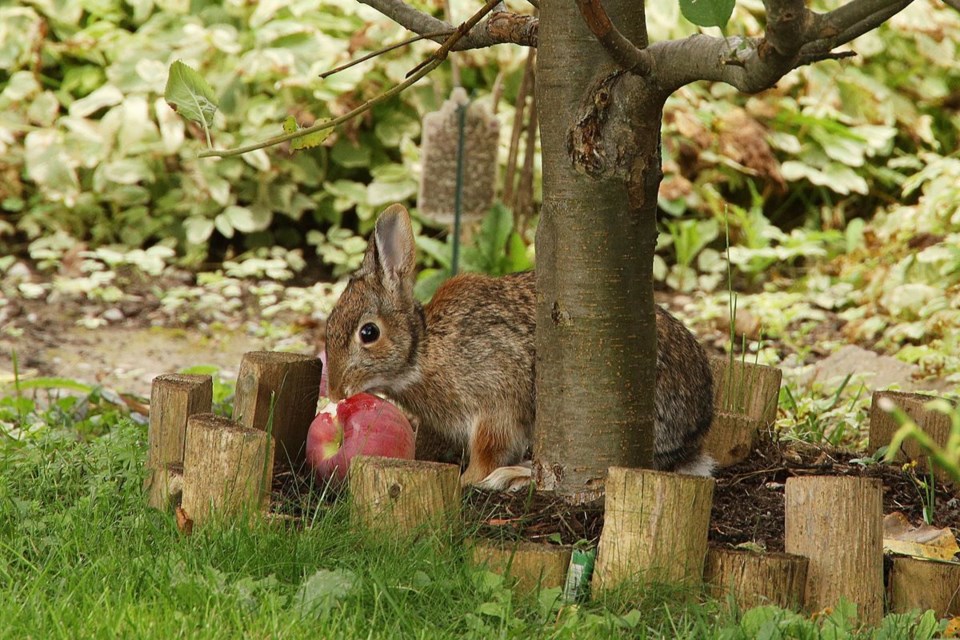 USED 2021 10 10 rabbit eats apple