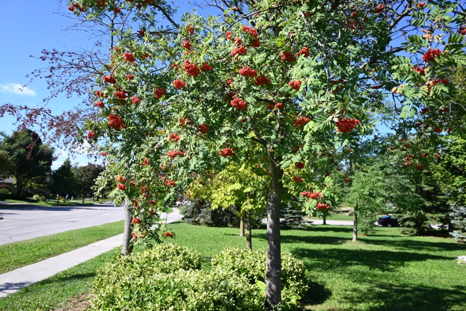 USED 2021-10-17-Berry tree-JQ