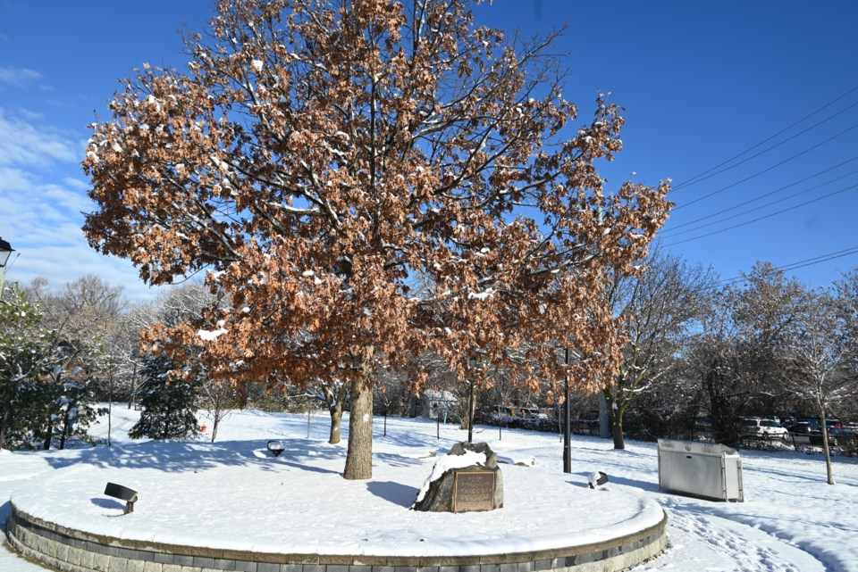 USED 20211129-Newmarket tree morial-JQ