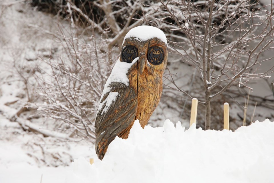USED 2022 03 01 snowy owl