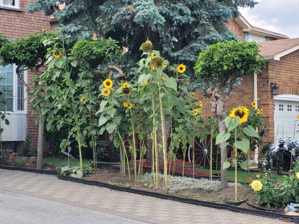 USED 20220827sunflowers