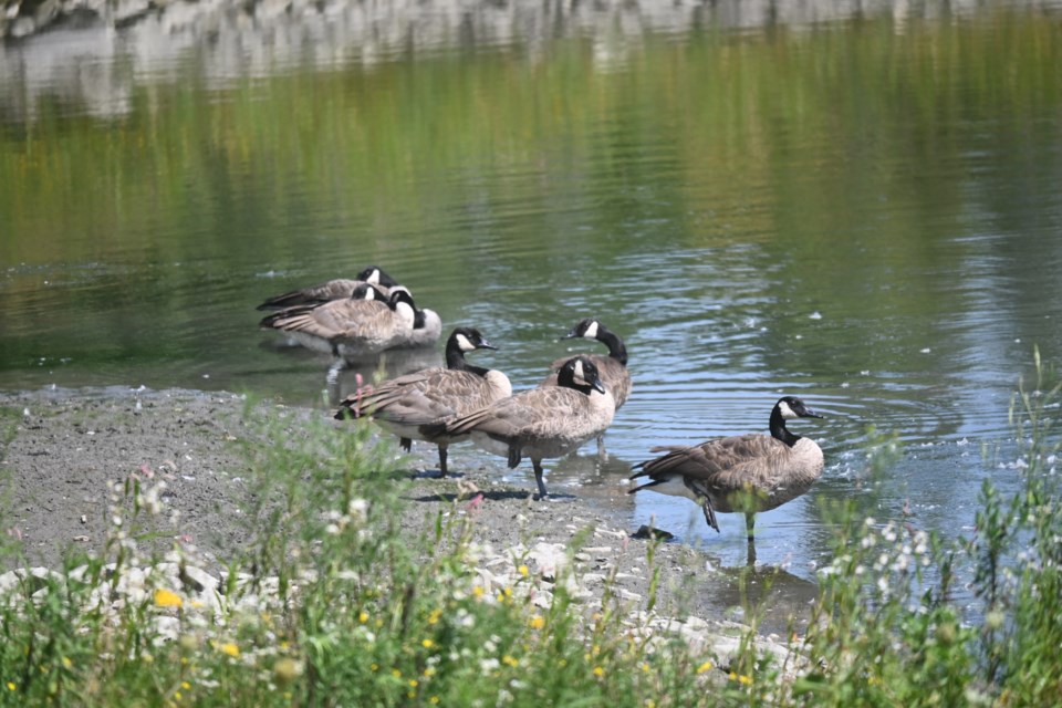 USED 20220912-Goose pond - JQ