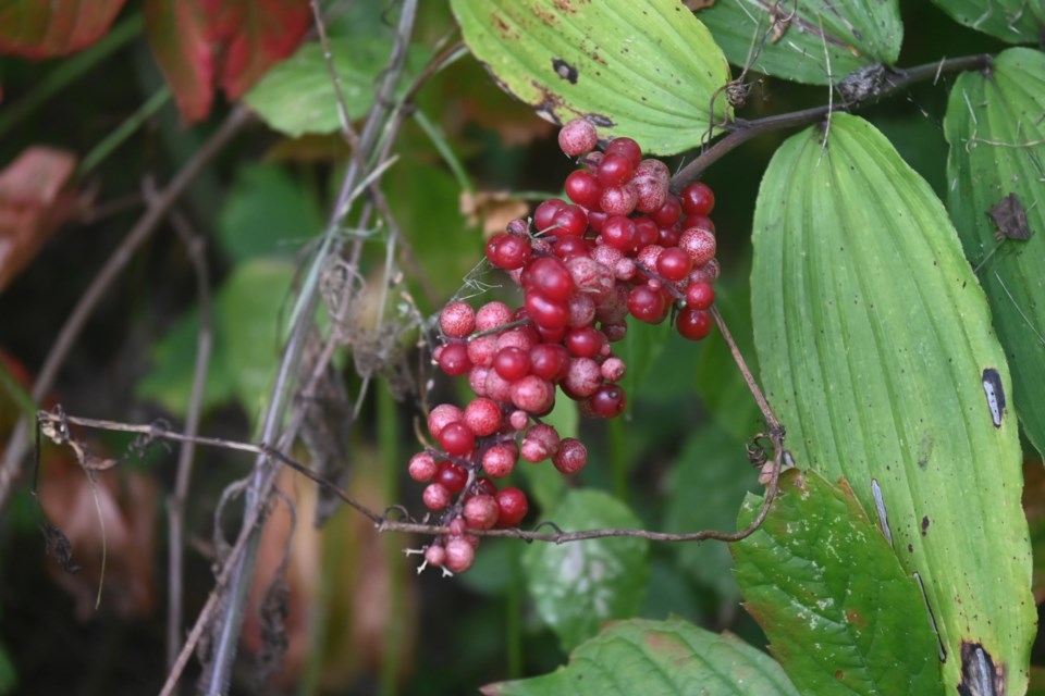 USED 20220927-Wild berries-JQ