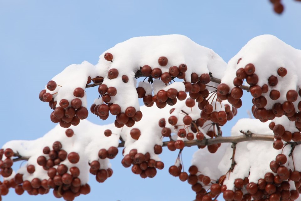USED 2023-01-30-snow-berries-gk